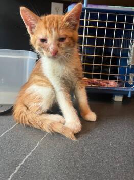 Gurt -  Domestic Short Hair Cat for Adoption in Arthur, Ontario - Gurt | PetCurious