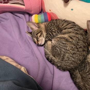 Chicken -  Domestic Short Hair Cat Available for Adoption in West Palm Beach, Florida - Chicken | PetCurious