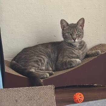 Rescue Domestic Short Hair Cats for Adoption in Suisun City, California - Glaceon | PetCurious