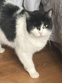 Manx and Domestic Short Hair Cats Available for Adoption in Allentown, Pennsylvania - Daisy | PetCurious
