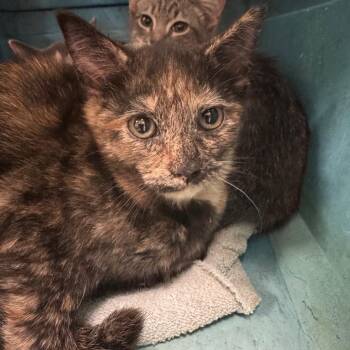 Domestic Short Hair Cats Available for Adoption in Roanoke, Virginia - Pisces | PetCurious