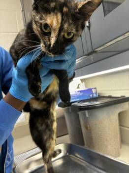 Whimsical -  Domestic Short Hair Cat for Adoption in Wichita, Kansas - Whimsical | PetCurious