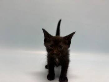 Boots -  Domestic Short Hair Cat for Adoption in Golden Valley, Minnesota - Boots | PetCurious