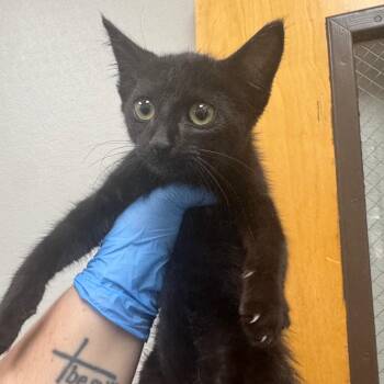 Frittata -  Domestic Short Hair Cat for Adoption in Columbiana, Alabama - Frittata | PetCurious