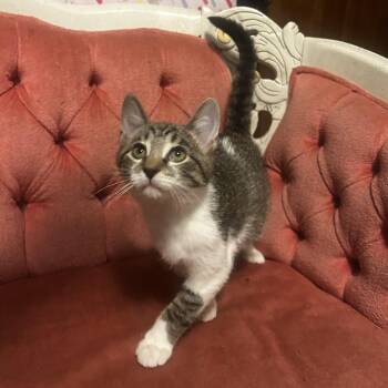 Rescue Tabby and Domestic Short Hair Cats for Adoption in Lombard, Illinois - Pietro | PetCurious