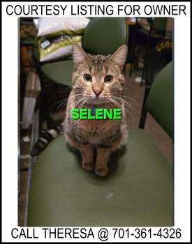 Domestic Medium Hair Cats Available for Adoption - Selene - COURTESY LISTING FOR OWNER | PetCurious