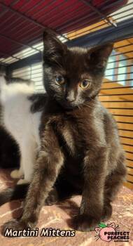 Martini Mittens -  Domestic Short Hair Cat for Adoption in Douglasville, Georgia - Martini Mittens | PetCurious