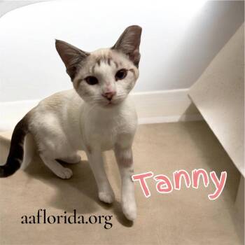 Siamese and Domestic Short Hair Cats Available for Adoption in Pensacola, Florida - Tanny | PetCurious