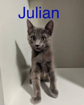 Rescue Russian Blue and Domestic Short Hair Cats for Adoption in Tucson, Arizona - Julian | PetCurious