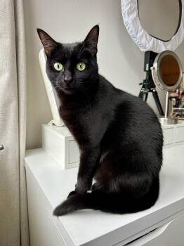Domestic Short Hair Cats Available for Adoption in Hillsboro, Oregon - ROSIE #1883A - Offered By Owner - Good W/Dogs | PetCurious