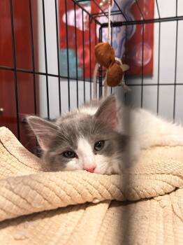 Kuvira -  Domestic Long Hair Cat for Adoption in Jersey City, New Jersey - Kuvira | PetCurious