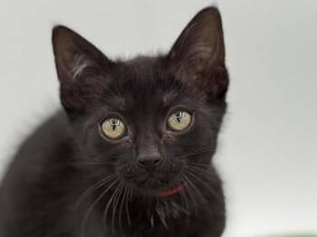 Peek -  Domestic Short Hair Cat for Adoption in Portland, Oregon - Peek | PetCurious