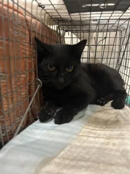 Baxter -  Domestic Short Hair Cat for Adoption in Redmond, Oregon - Baxter | PetCurious