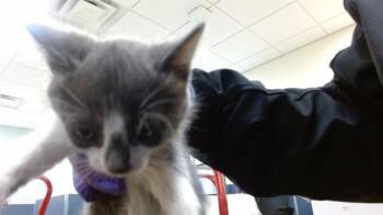 Domestic Short Hair Cats Available for Adoption in Doral, Florida - LARRY | PetCurious