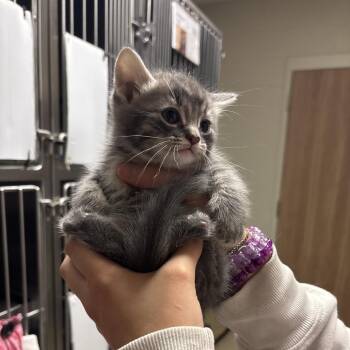 Comet: Visit me at Elkhart PetSmart! -  Domestic Short Hair Cat for Adoption in Bristol, Indiana - Comet: Visit Me At Elkhart PetSmart! | PetCurious