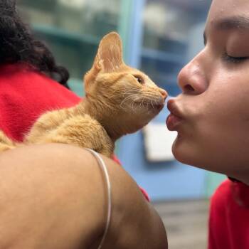 Ron -  Domestic Short Hair Cat for Adoption in Sunrise, Florida - Ron | PetCurious