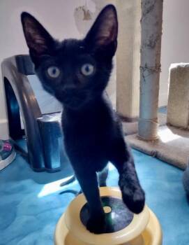 Raven -  Domestic Short Hair Cat for Adoption in Prescott, Arizona - Raven | PetCurious