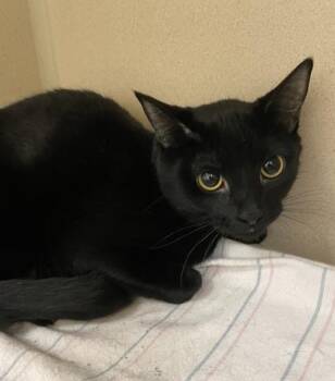 Rosie( Fka SP) -  Domestic Short Hair Cat for Adoption in East Brookfield, Massachusetts - Rosie( Fka SP) | PetCurious