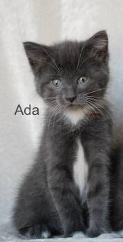Rescue Domestic Short Hair Cats for Adoption in Stevensville, Michigan - Ada | PetCurious