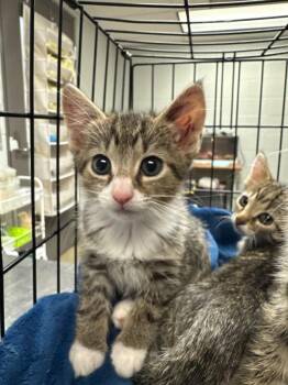 Louise -  Domestic Short Hair Cat for Adoption in Cincinnati, Ohio - Louise | PetCurious