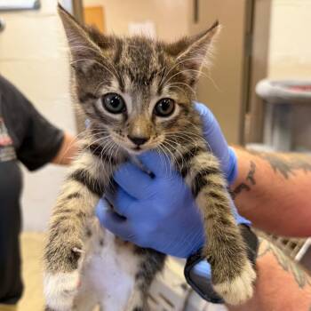 Lannie -  Domestic Short Hair Cat for Adoption in Birmingham, Alabama - Lannie | PetCurious