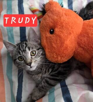 Rescue Domestic Short Hair Cats for Adoption in Mansfield, Texas - Trudy | PetCurious
