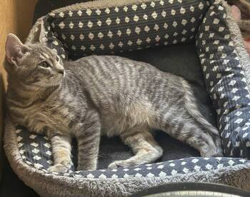 Rescue Tabby and Domestic Short Hair Cats for Adoption in Vallejo, California - Bunny [BunBun] | PetCurious