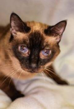 Domestic Short Hair Cats Available for Adoption in Dothan, Alabama - Burrito | PetCurious