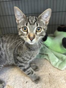 Burns -  Domestic Short Hair Cat for Adoption in West Memphis, Arkansas - Burns | PetCurious