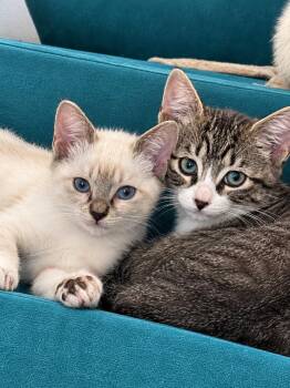 Weston and Snowy -  Siamese Cat for Adoption in Walnut Creek, California - Weston And Snowy | PetCurious