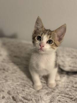 Rescue Domestic Short Hair Cats for Adoption in Mason City, Iowa - Gameboy | PetCurious