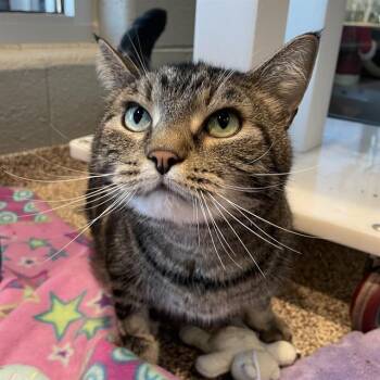 Domestic Short Hair Cats Available for Adoption in Methuen, Massachusetts - JACK | PetCurious