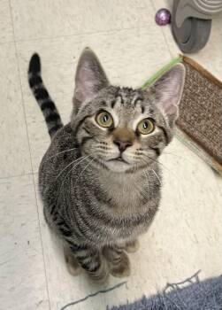Ash -  Domestic Short Hair Cat for Adoption in Blasdell, New York - Ash | PetCurious