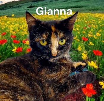 Tortoiseshell Cats Available for Adoption - Gianna | PetCurious
