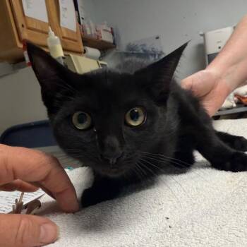 Sienna -  Domestic Short Hair Cat for Adoption in Owosso, Michigan - Sienna | PetCurious
