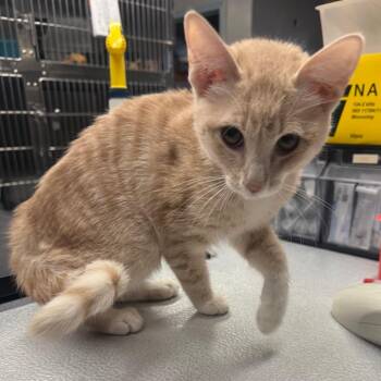 Buchanan -  Domestic Short Hair Cat for Adoption in Spokane, Washington - Buchanan | PetCurious