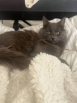 Domestic Long Hair Cats Available for Adoption - Toaster | PetCurious