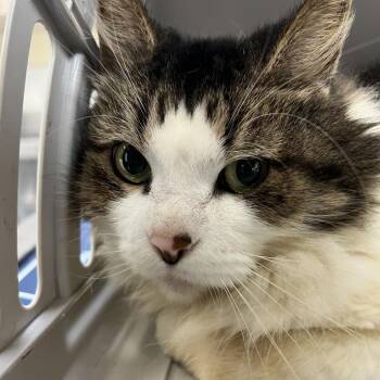 Marina -  Domestic Medium Hair Cat for Adoption in Galveston, Texas - Marina | PetCurious