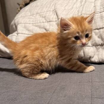 Rescue Domestic Medium Hair Cats for Adoption in Wichita, Kansas - Allegro | PetCurious