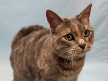 Rescue Domestic Short Hair Cats for Adoption in Golden Valley, Minnesota - Grey | PetCurious