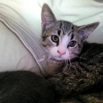 Kauai -  Domestic Short Hair Cat for Adoption in Belfair, Washington - Kauai | PetCurious