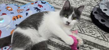 Domestic Medium Hair Cats Available for Adoption - Inky | PetCurious