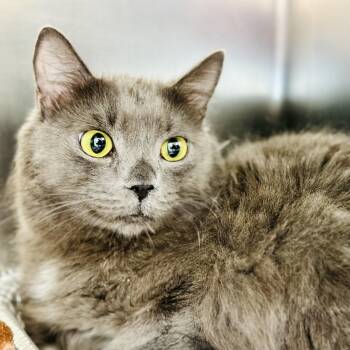Fluff -  Domestic Long Hair Cat for Adoption in Jackson Township, New Jersey - Fluff | PetCurious