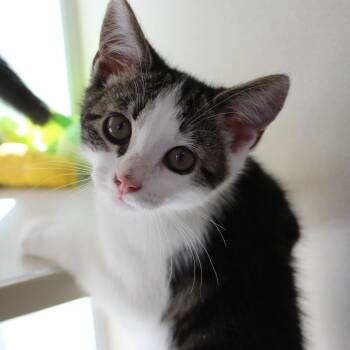 Evangeline -  Domestic Short Hair Cat for Adoption in Gloucester, Virginia - Evangeline | PetCurious