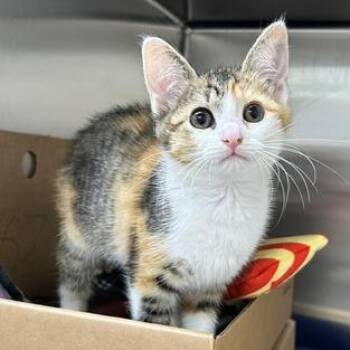 Greenbean -  Domestic Short Hair Cat for Adoption - Greenbean | PetCurious