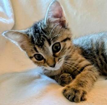 Queen Bella -  Domestic Short Hair Cat for Adoption in Fishers, Indiana - Queen Bella | PetCurious