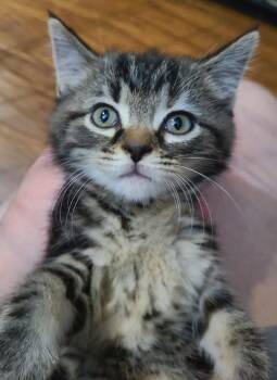 Brynne -  Domestic Short Hair Cat for Adoption in Portland, Indiana - Brynne | PetCurious