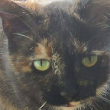Little Bits -  Domestic Short Hair Cat for Adoption in La Grange, Kentucky - Little Bits | PetCurious