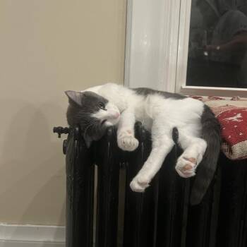 Stanford -  Domestic Medium Hair Cat for Adoption in Rochester, Minnesota - Stanford | PetCurious
