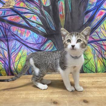 Marshmellow -  Domestic Short Hair Cat for Adoption in Normal, Illinois - Marshmellow | PetCurious